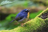 Snowy-browed Flycatcher